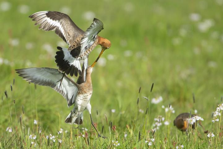 Advies mogelijkheden weidevogelbeheer